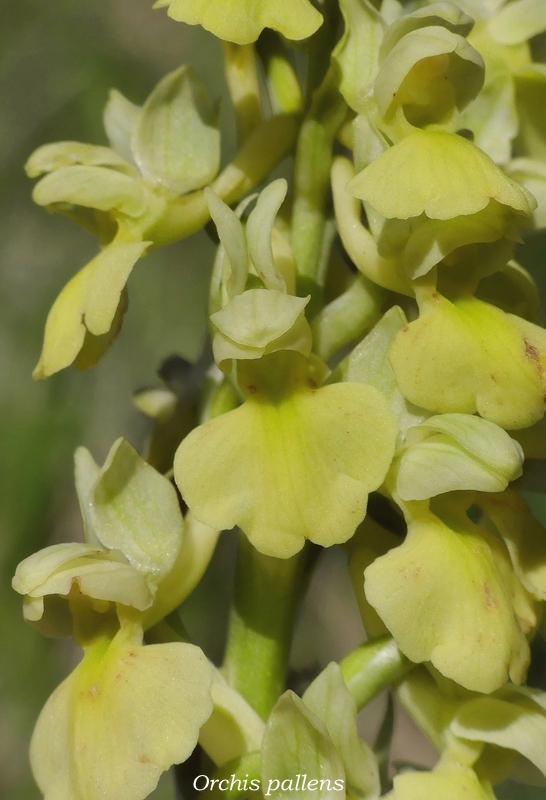 Monte Doro e Cima della Laghetta, le orchidee e i loro ambienti - luglio 2025.